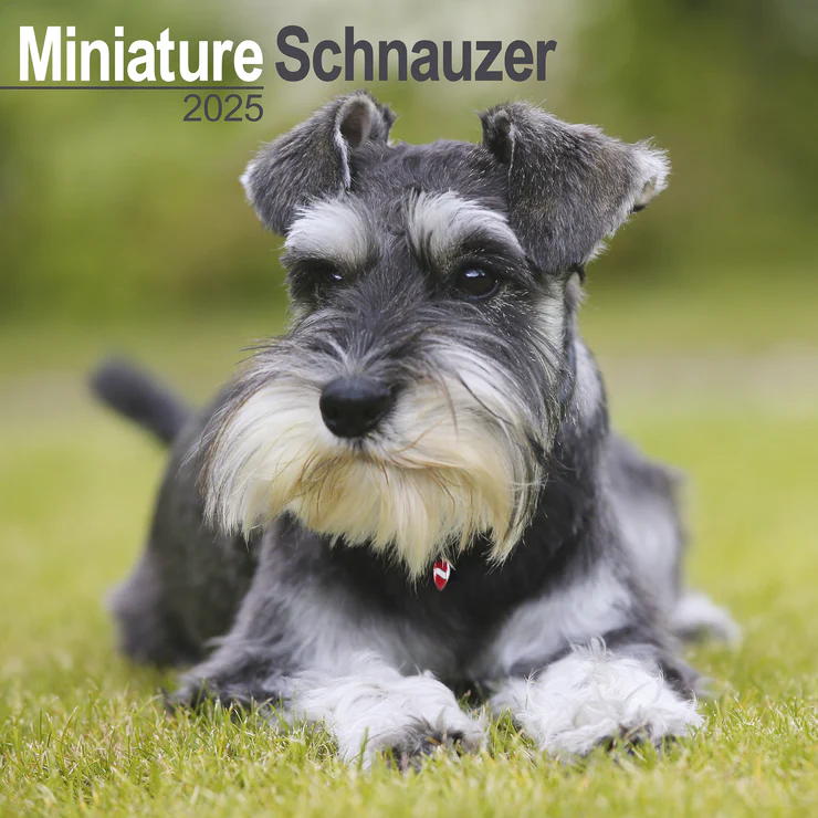 Kalender 2025 Miniature Schnauzer - Zwergschnauzer