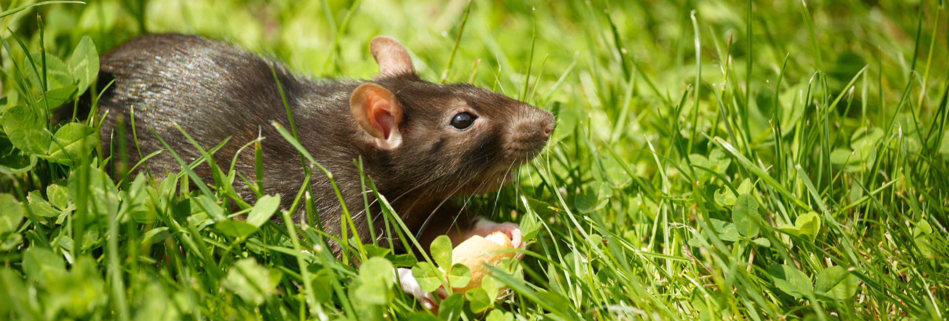 Kleintiere Hauptfutter Ratten