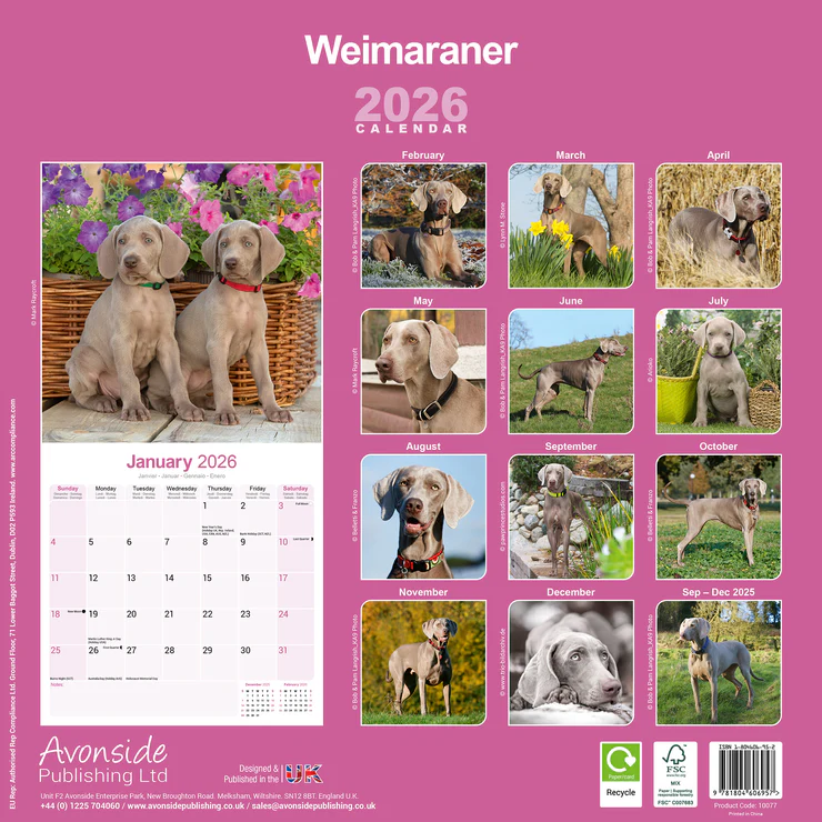 Calendar 2025 Weimaraner