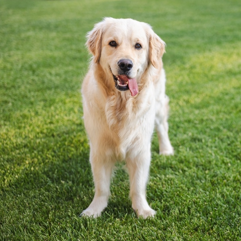 Ein freundlicher, heller Golden Retriever steht auf einer grünen Wiese.