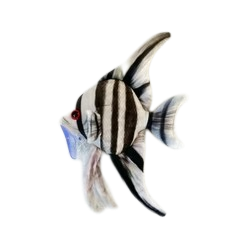 Ein gestreifter Kaiserfisch mit schwarzen und weißen vertikalen Bändern schwimmt nach links. Seine roten Augen fallen auf, der Mund schimmert leicht bläulich. Lange, filigrane Flossen betonen seine Anmut im klaren Wasser.