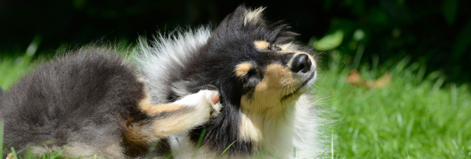 Hunde Ungezieferschutz