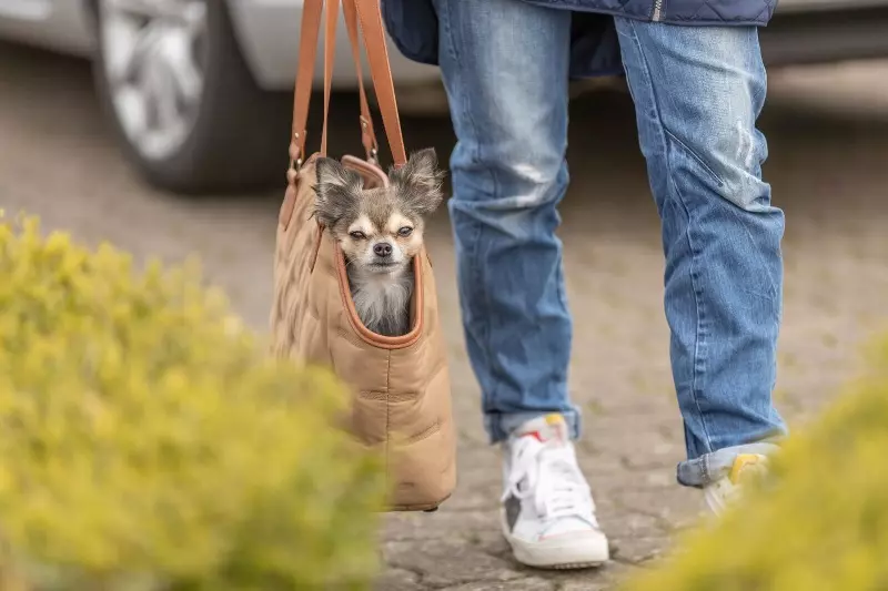 Hundetragetasche Cassy