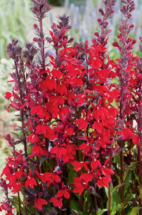 Inflorescence with many small, red lobelia flowers on upright, dark red stems.