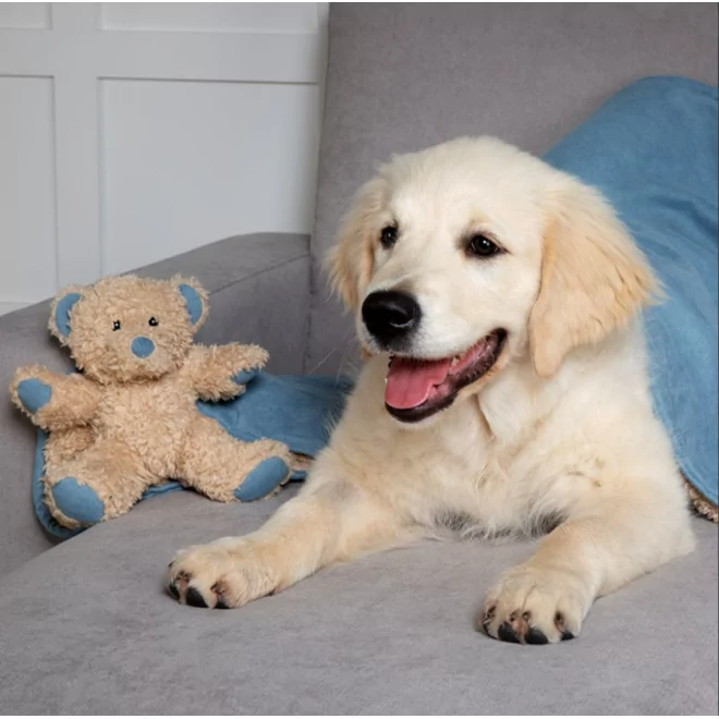 Un chiot golden retriever clair est couché à côté d'un ours en peluche sur un canapé gris.