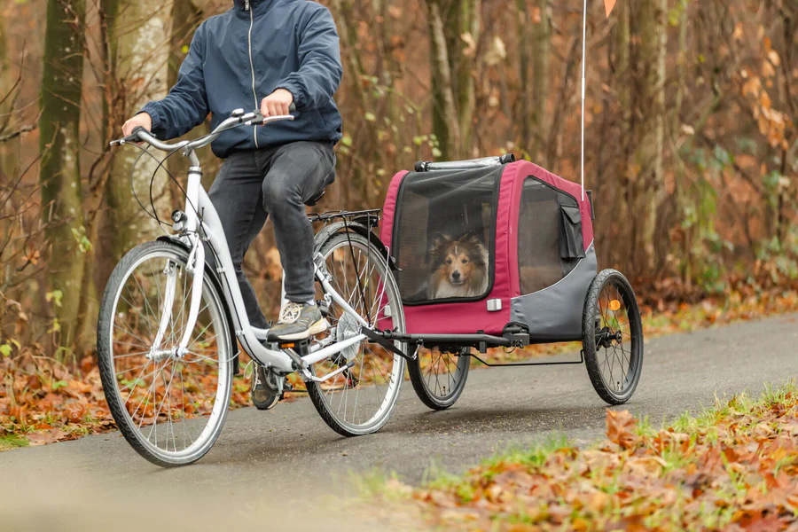 Eine Person fährt ein weißes Fahrrad auf einem asphaltierten Weg mit Bäumen im Herbstlaub. Hinter dem Fahrrad ist ein bordeauxroter Hundeanhänger befestigt. Darin sitzt ein braun-weißer Shetland Sheepdog und schaut aufmerksam durchs Netzfenster.