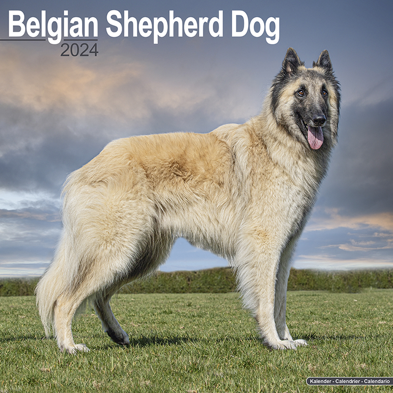 Kalender 2024 Belgischer Schäferhund - Belgian Shepherd Dog