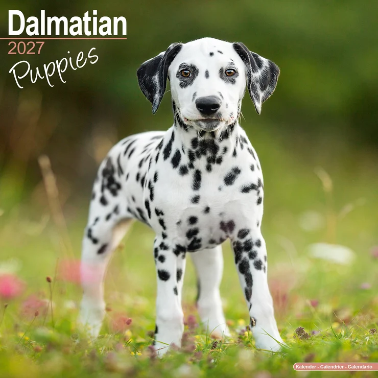 Kalender 2027 Dalmatiner - Welpe - Puppie