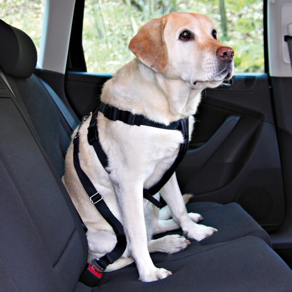 Seat Belt Buckle Car Harness