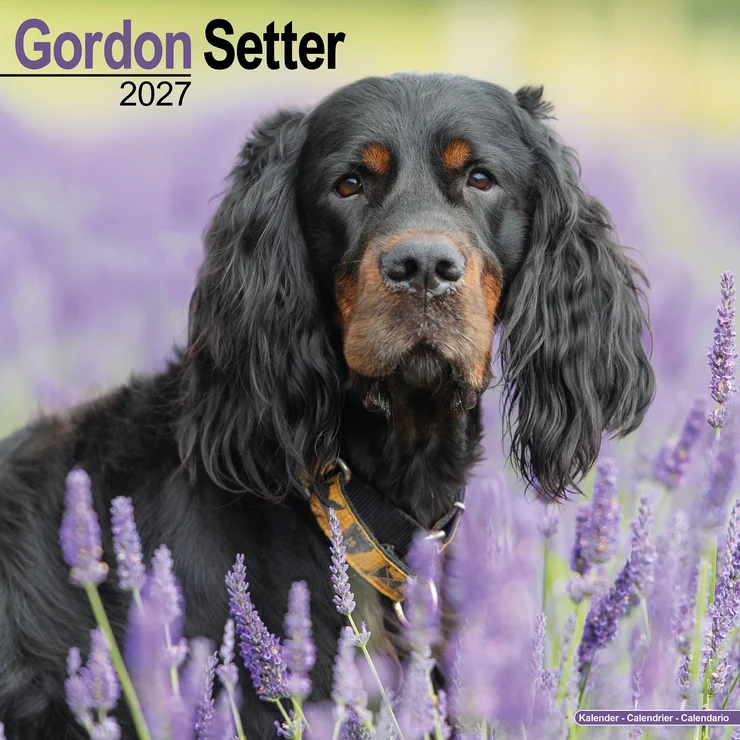 Kalender 2027 Gordon Setter