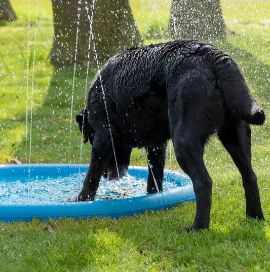 CoolPets Hundepool mit Springbrunnen