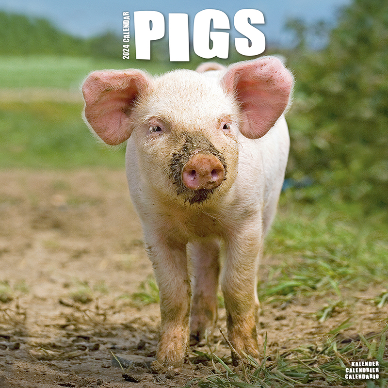 Kalender 2024 Schweine - Pigs
