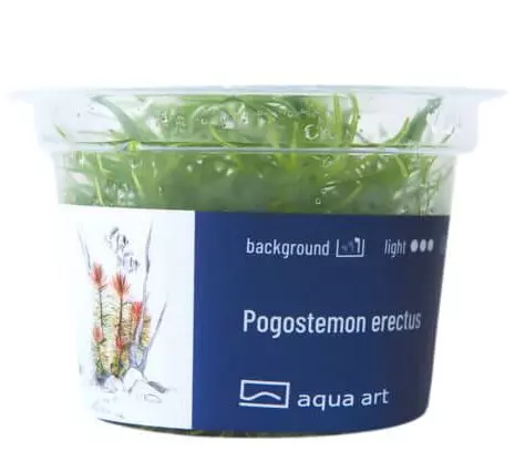 Pogostemon Erectus (Indische Sternpflanze)