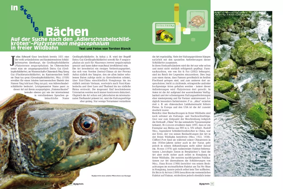 marginata-39-grosskopfschildkroeten-2 Marginata 39 - Grosskopfschildkröten