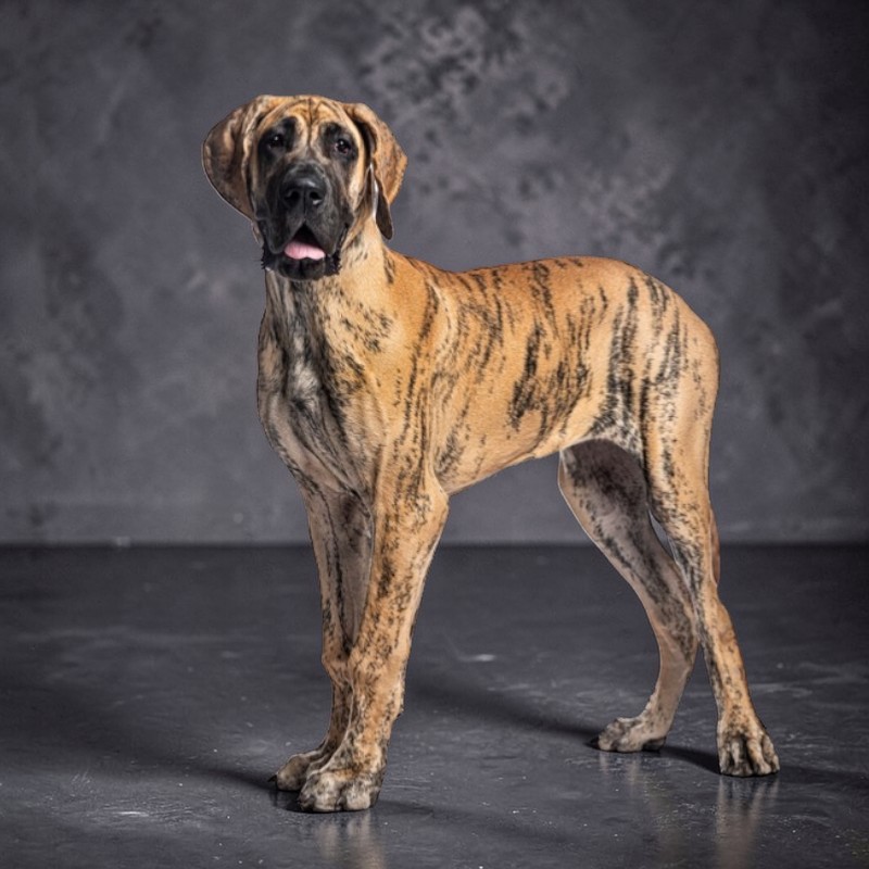 Eine Deutsche Dogge mit braun-schwarz gestromtem Fell steht aufrecht.