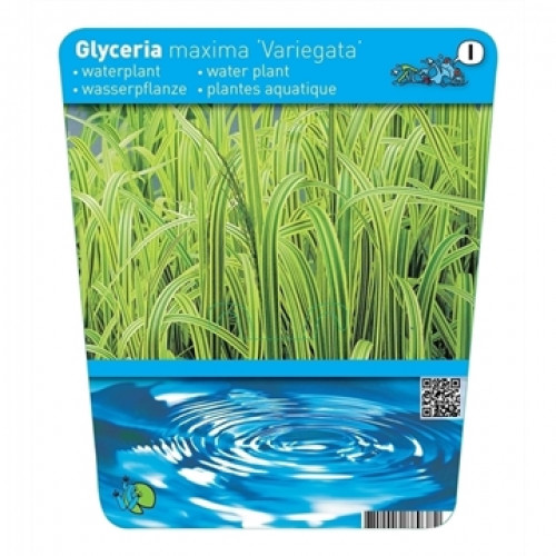 Verpackung einer Wasserpflanze Glyceria maxima 'Variegata', mit grün-weiß gestreiften Blättern und Wellenmuster.