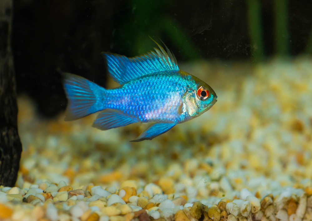 Schmetterlingsbuntbarsch