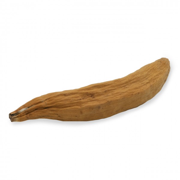 An elongated, slightly curved piece of kapok fruit wood, light brown and dried. Rough with longitudinal ridges. One end is pointed with dark fibres, the other is rounded. Set against a white background with a slight shadow.