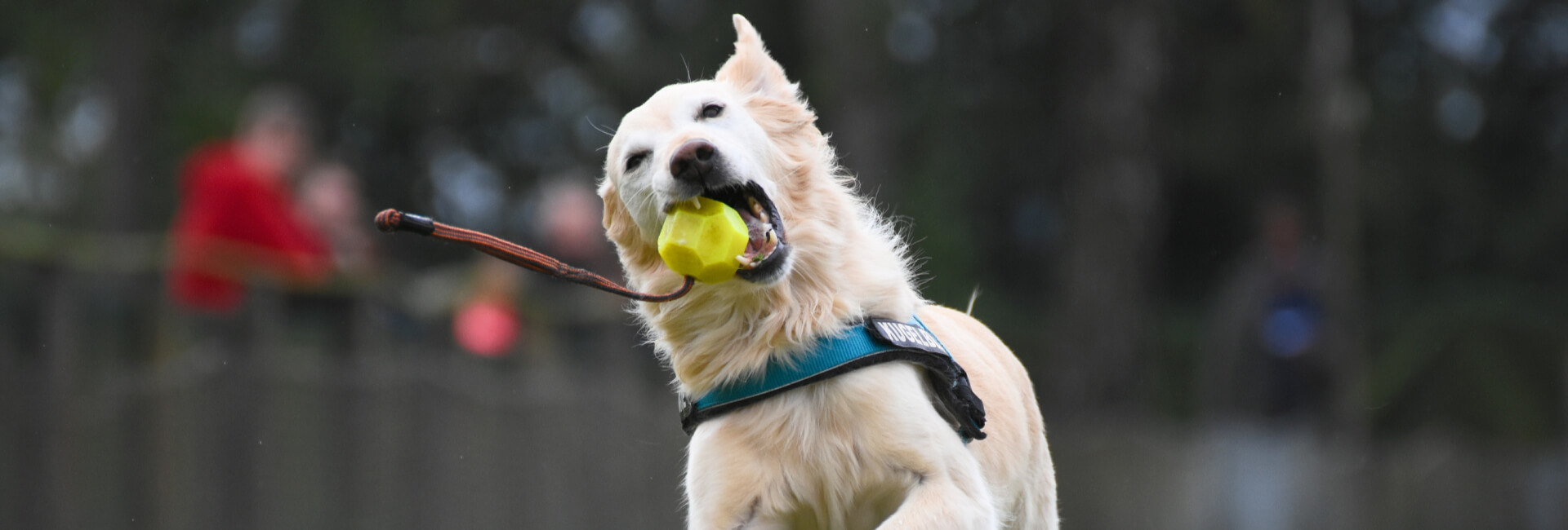 Hunde Spielzeug zum Apportieren / Werfen