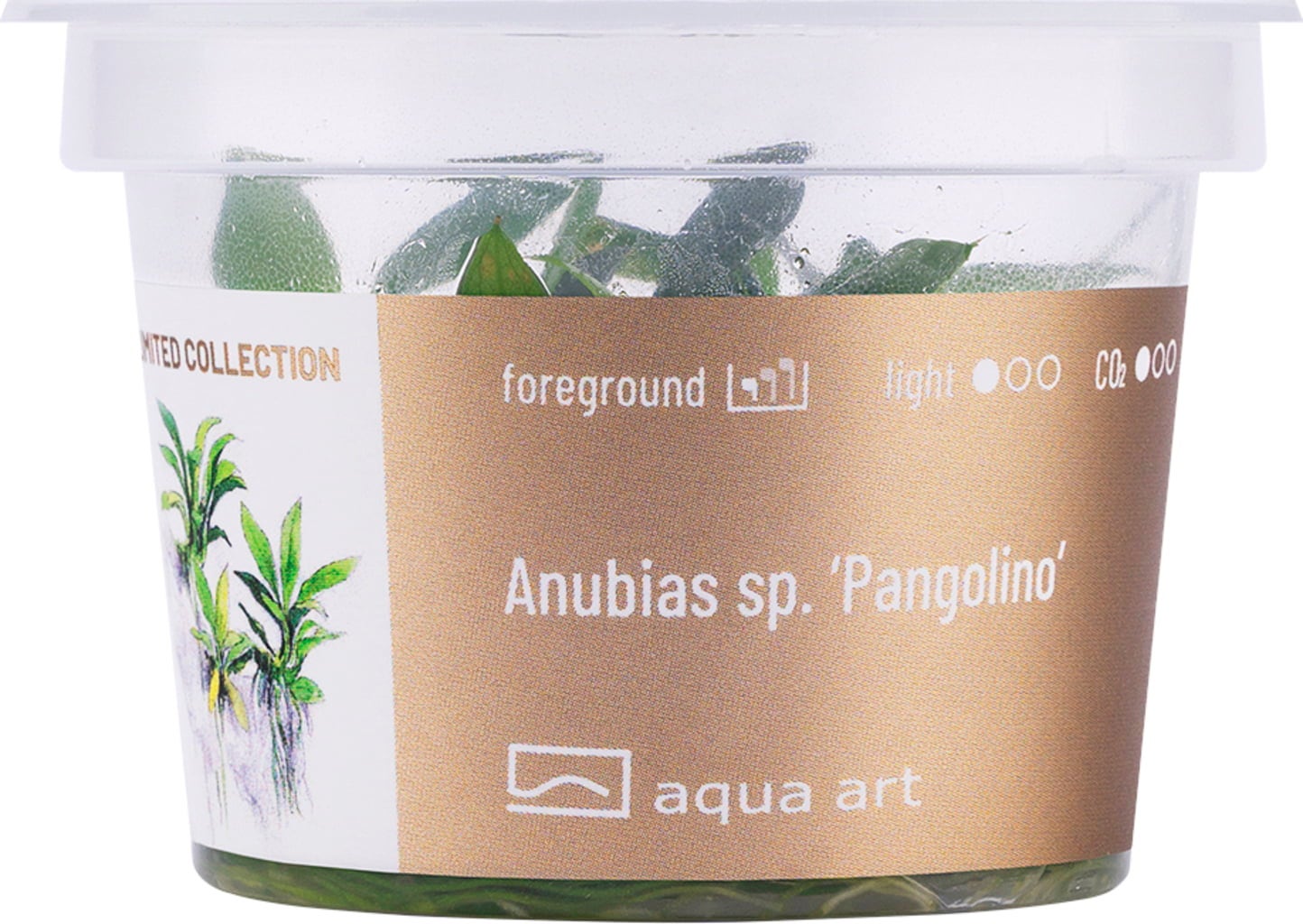 Anubias sp. Pangolino Invitro