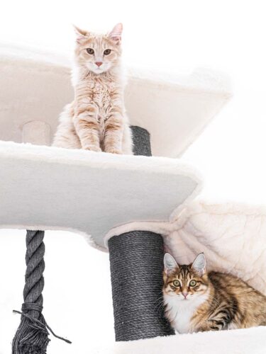 Un gatto maschio dal pelo soffice e dal manto color crema chiaro è seduto in cima a un tiragraffi beige. Sotto di lui, su una piattaforma, giace una gatta dal manto tigrato marrone-nero con il petto bianco. Entrambi guardano verso la fotocamera.