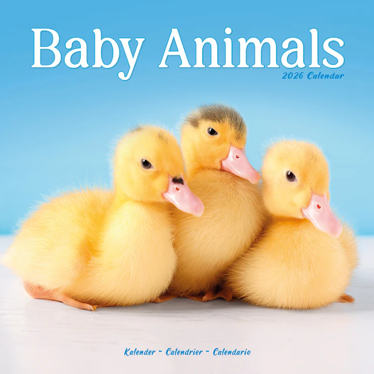 Kalender 2026 Tierkinder - Baby Animals