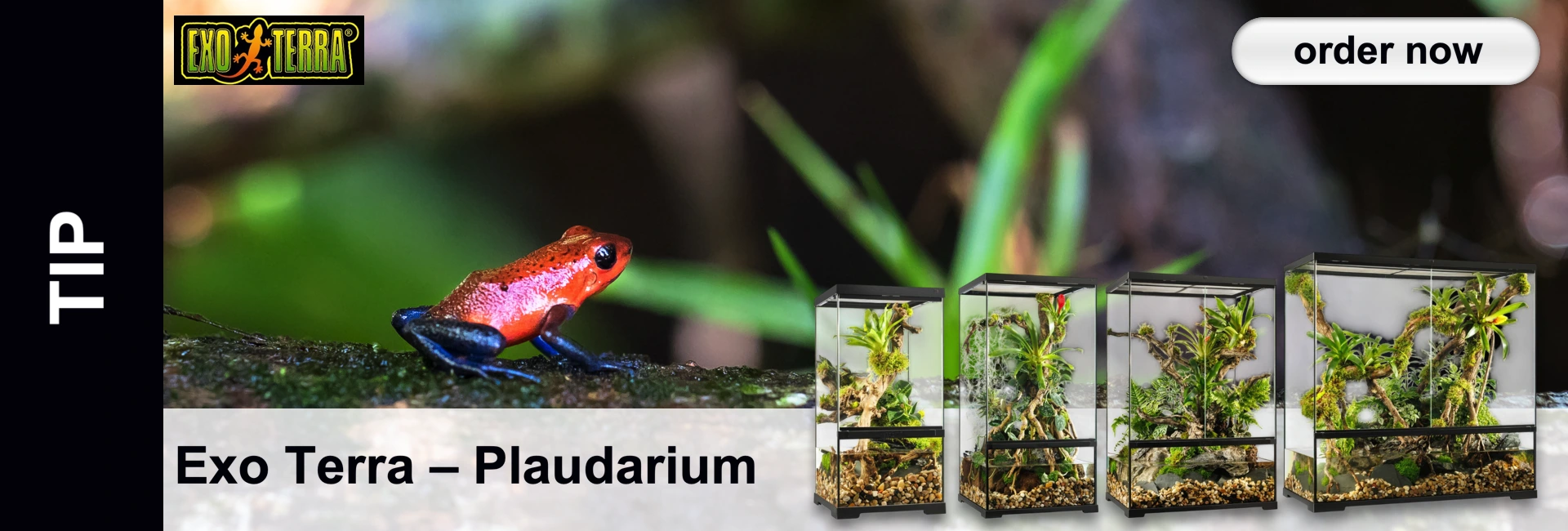 A red and blue frog sits on a mossy branch, next to four planted terrariums in a lush, green setting.