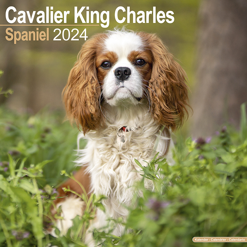 Calendrier 2024 Cavalier King Charles Spaniel