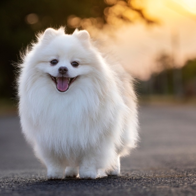 Weißer, lächelnder Pomeranian steht auf Asphalt mit verschwommenem, hellem Hintergrund.
