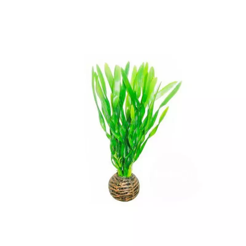 Deco Plants Vallisneria
