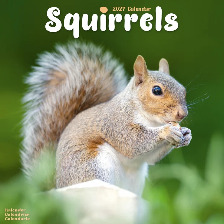 Kalender 2027 Eichhörnchen - Squirrels