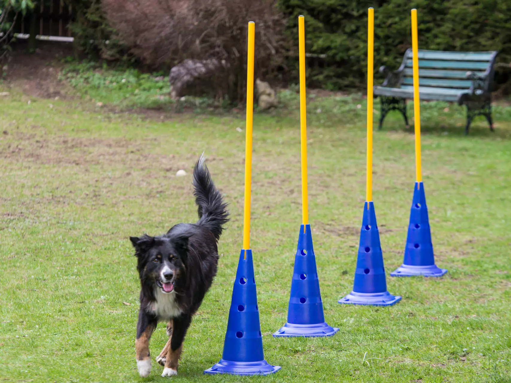 agility-pylone Procyon Stange