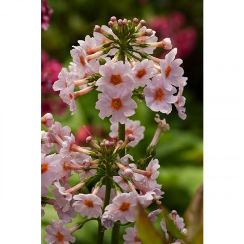 Japanische Primel (9cm) – Primula japonica ‘Appleblossom’