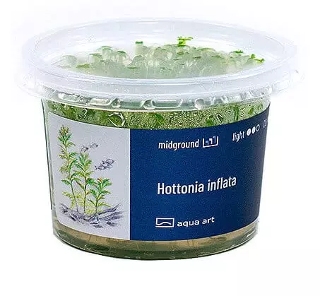 Hottonia inflata