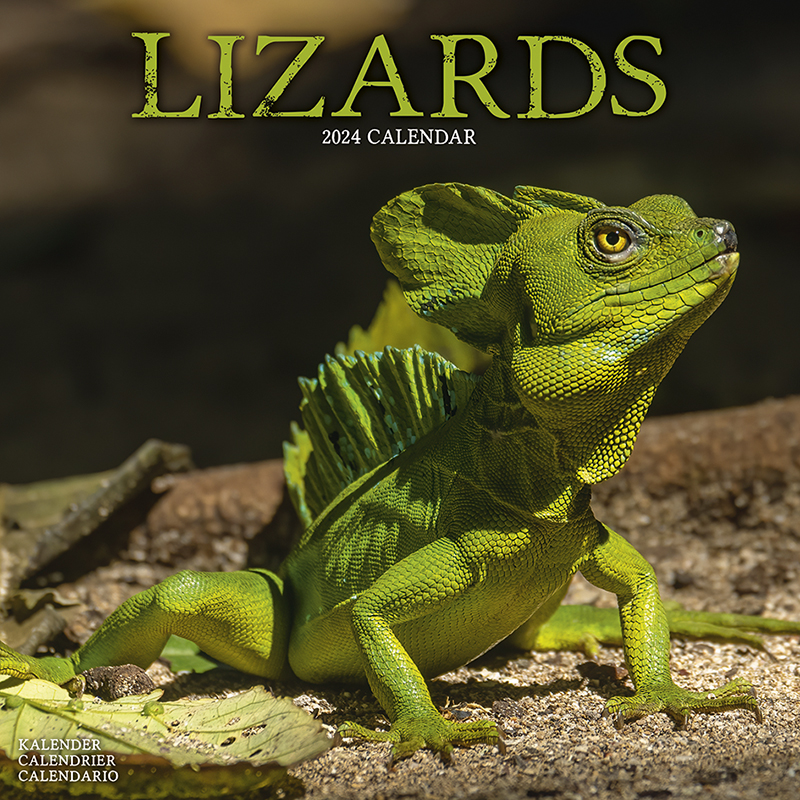 Kalender 2024 Echsen - Lizards