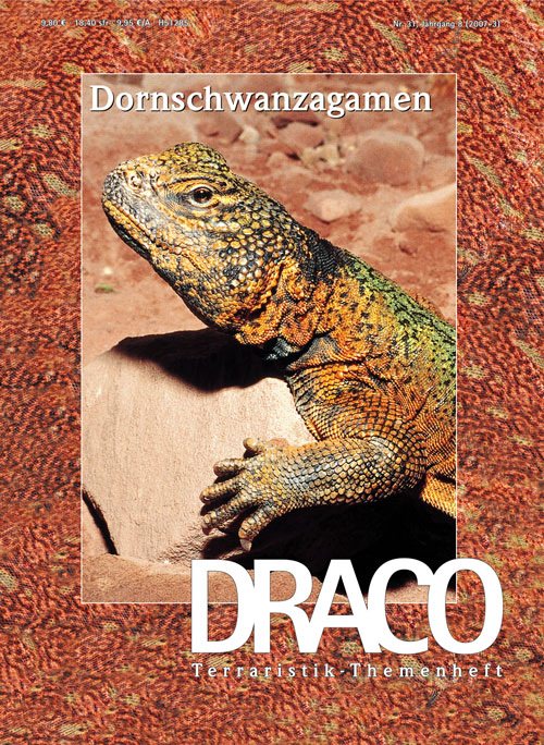 Draco 31 - Dornschwanzagamen