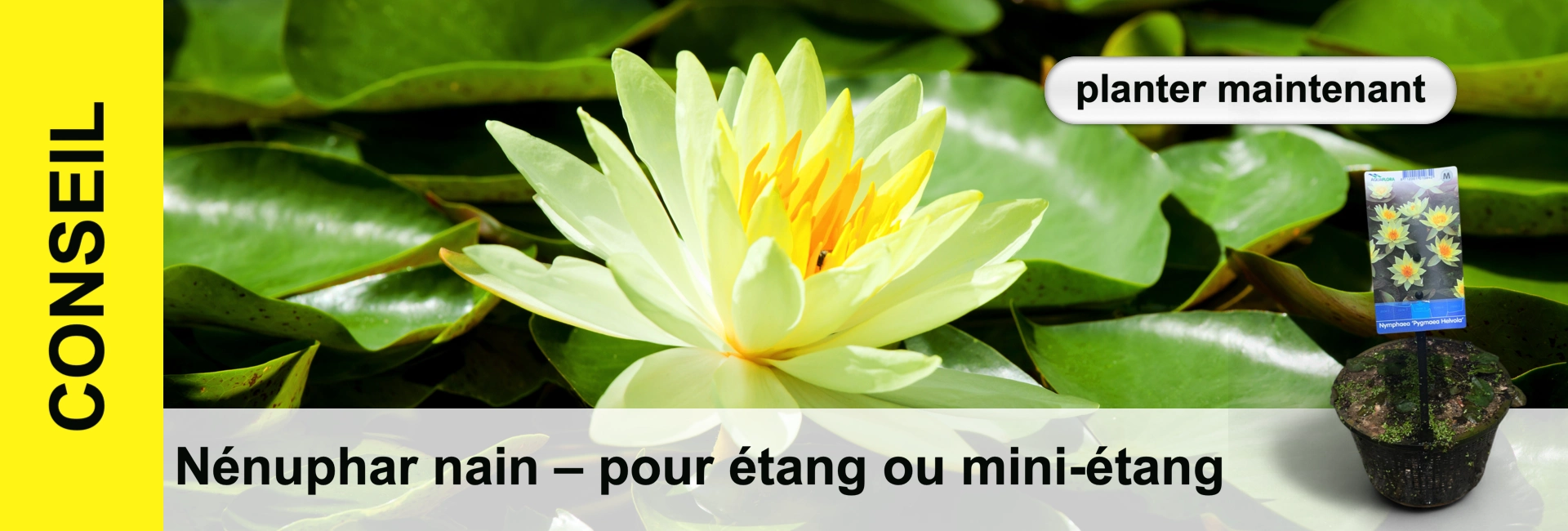 Nénuphar jaune entouré de feuilles vertes ; l'étiquette montre la même fleur. Pot avec plante au premier plan.
