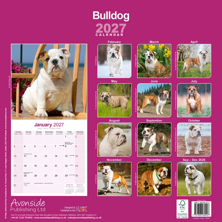 Calendrier 2026 Bulldog - Bouledogue anglais
