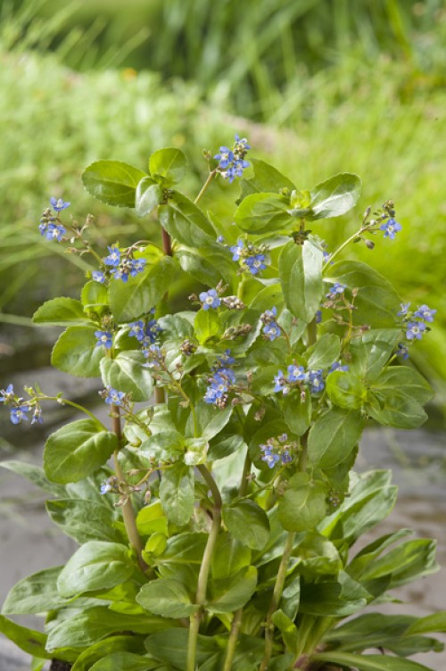 Close-up of a plant with green leaves and small blue flowers against a blurred green background.