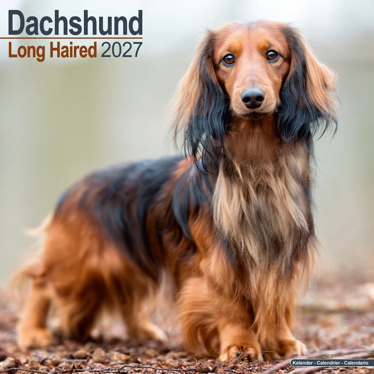 Kalender 2027 Dackel - Langhaar - Dachshund