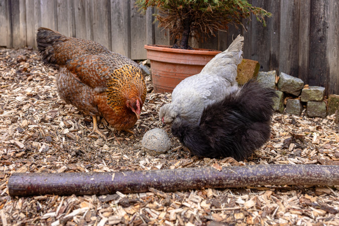 Pick ball - 6 pieces