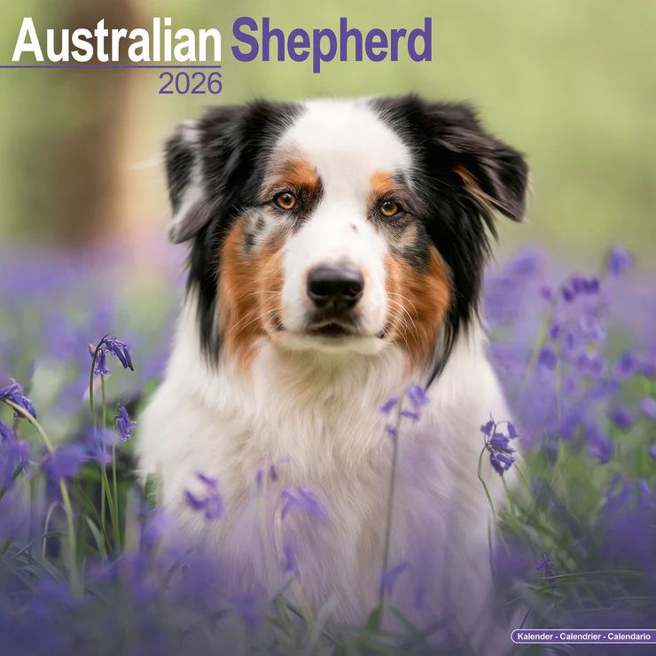 Calendar 2025 Australian Shepherd - Aussie