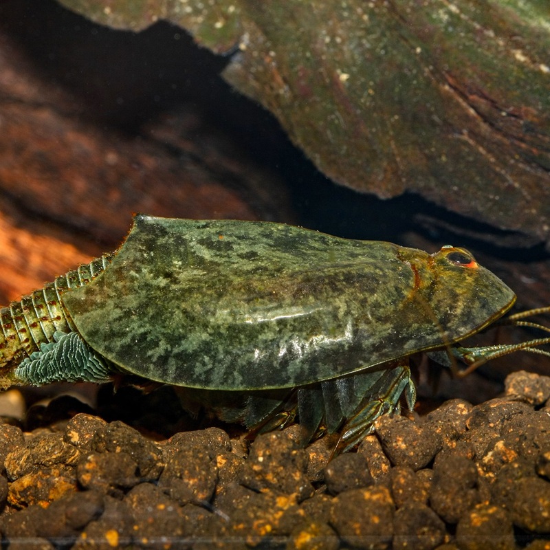 Medium prehistoric crab complete set