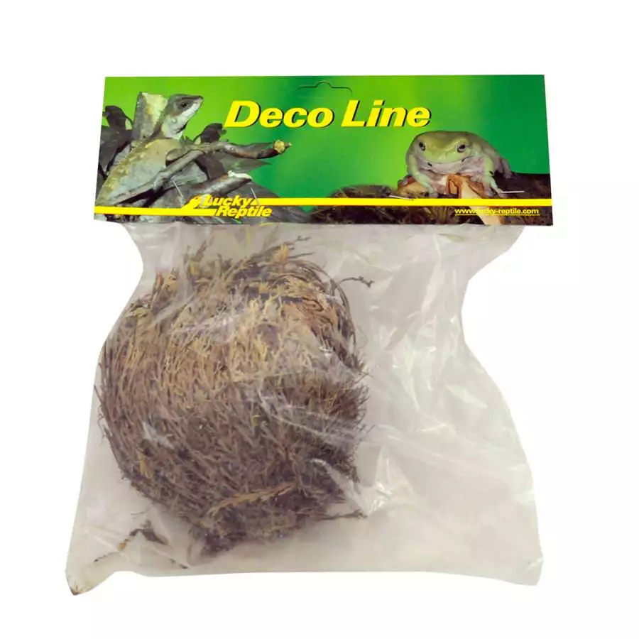 Lucky-Reptile-Rose-von-Jericho-1 Lucky Reptile - Rose von Jericho