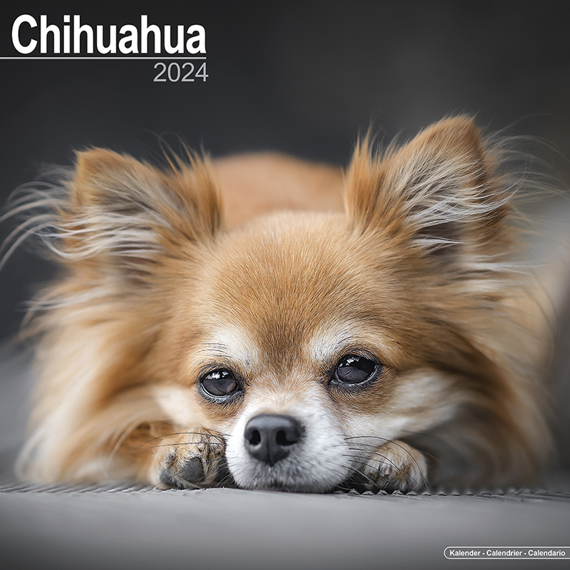 Kalender 2024 Chihuahua - Chi