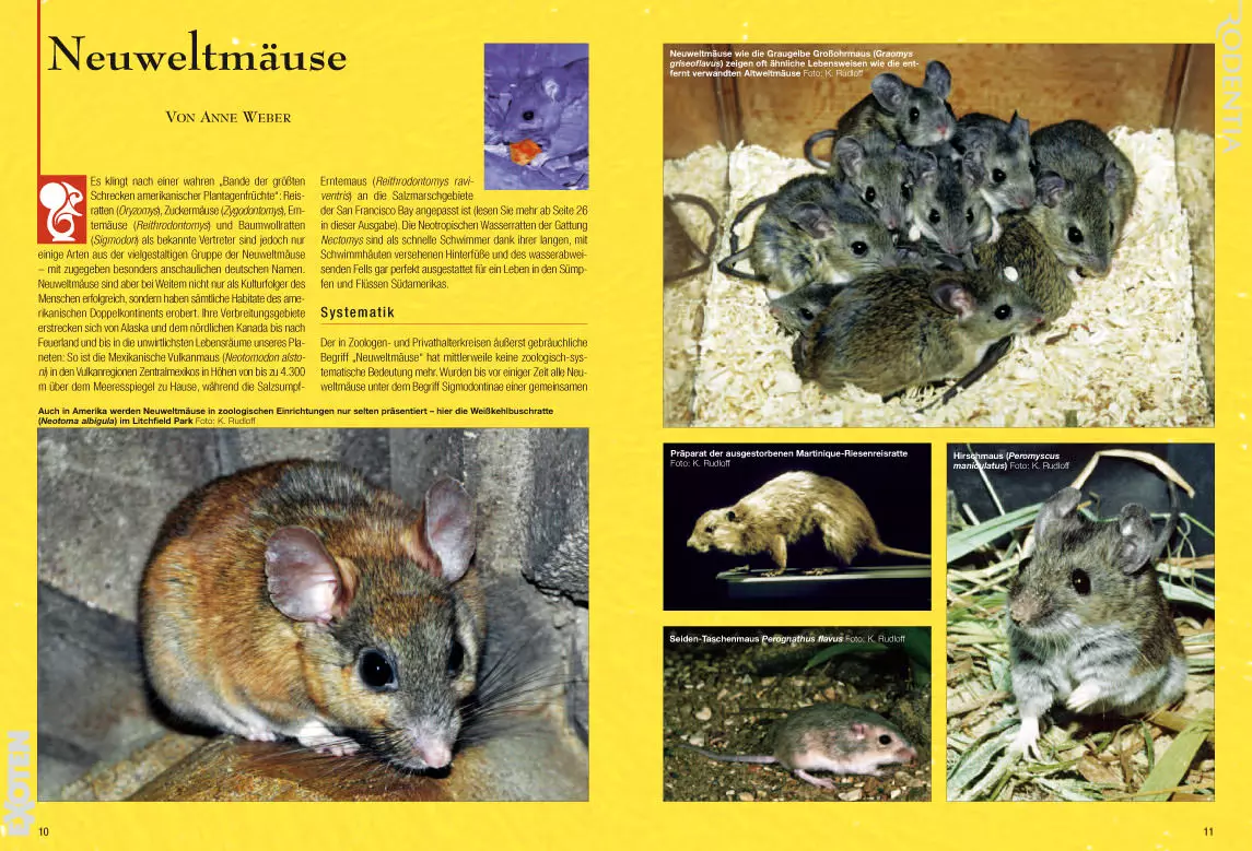 rodentia-80-neuweltmaeuse-3 Rodentia 80 - Neuweltmäuse