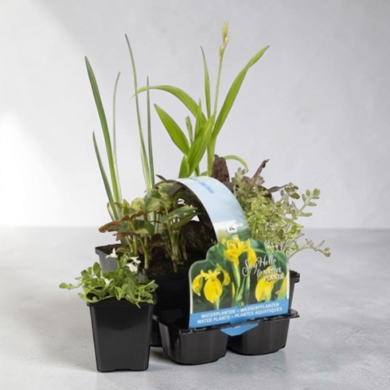 Arrangement aus Wasserpflanzen in schwarzen Töpfen mit gelbem Etikett auf hellem Untergrund.