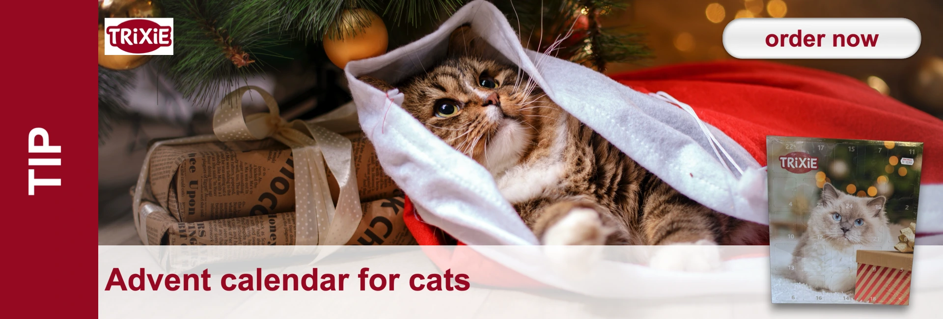 A tabby cat lies in a Santa's stocking under a Christmas tree, with wrapped presents and an Advent calendar next to it.