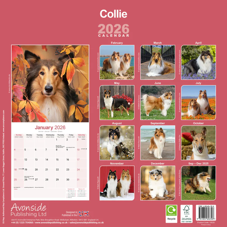 Calendar 2025 Collie