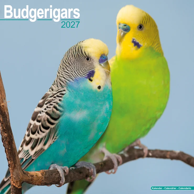 Kalender 2027 Wellensittich - Budgerigars